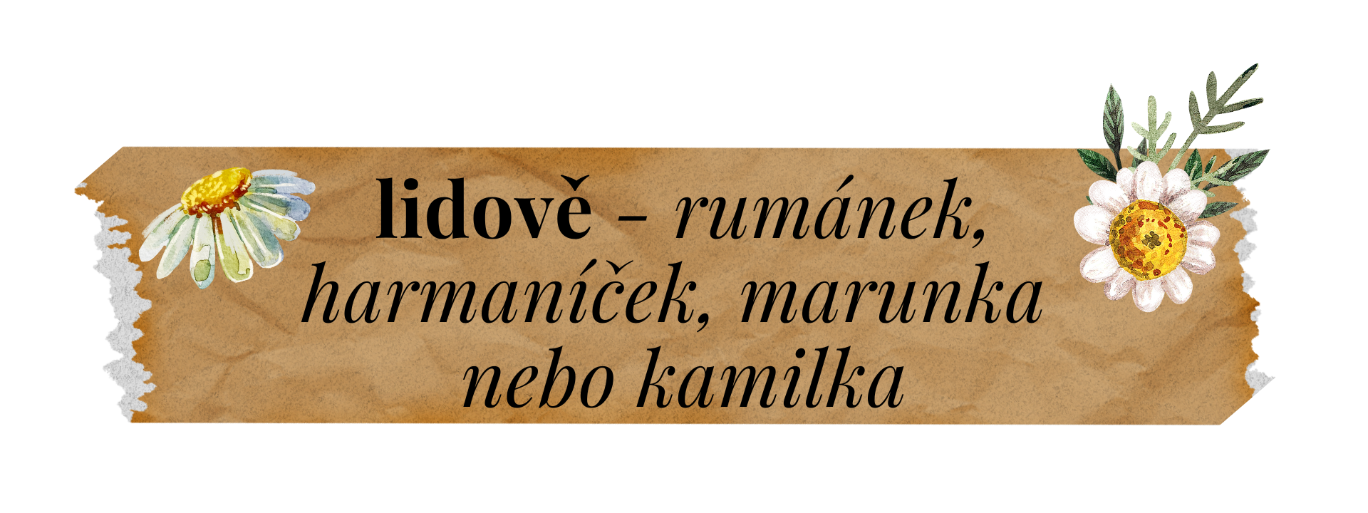 heřmánek lidově